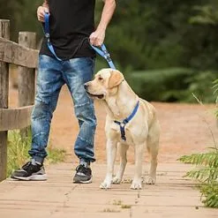 Rogz - Laisse Control Lead Anti-choc Pour Chien - Noir -Animalerie Boutique 25866