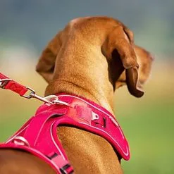 Curli - Harnais Belka Air-Mesh En Rouge Pour Chien -Animalerie Boutique 40437