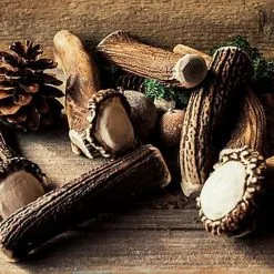 Animalis - Friandise Bois De Cerf Entier Pour Chien -Animalerie Boutique 41020