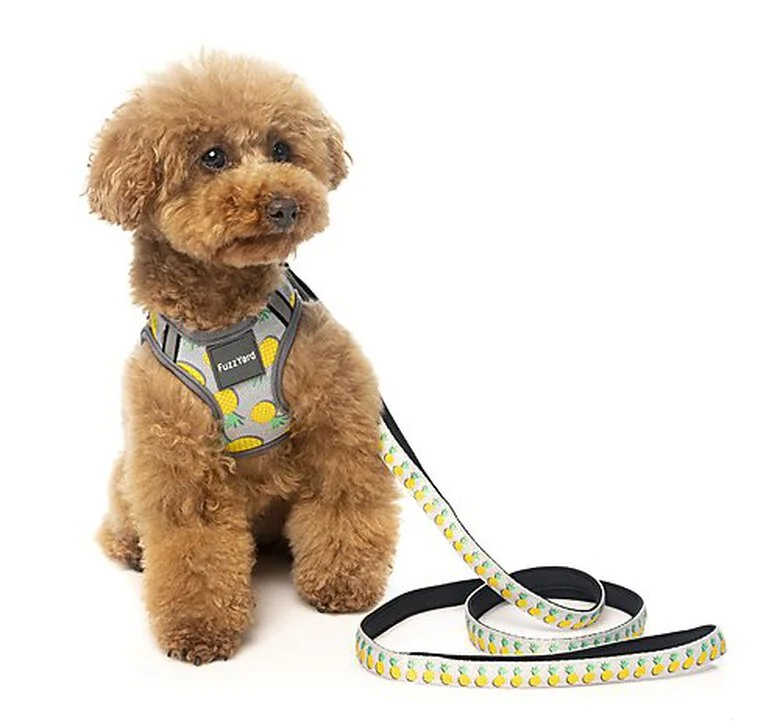 FuzzYard - Laisse Piña Colada Pour Chien - S 4 FuzzYard - Laisse Piña Colada Pour Chien - S – Image 2