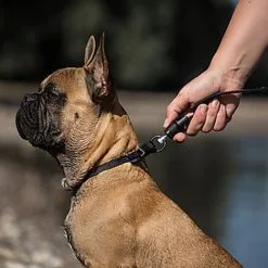 Goleygo - Laisse Plate Réglable Noir Pour Chien - S -Animalerie Boutique 47704