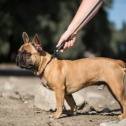 Goleygo - Laisse Plate Réglable Noir Pour Chien - S -Animalerie Boutique 47705