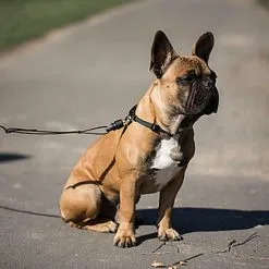 Goleygo - Laisse Plate Réglable Noir Pour Chien - M -Animalerie Boutique 47721