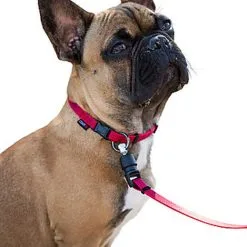 Goleygo - Laisse Plate Réglable Rouge Pour Chien - M -Animalerie Boutique 47722
