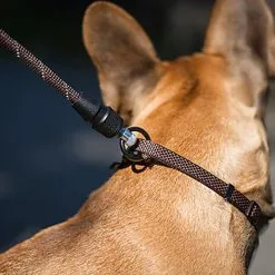 Goleygo - Laisse Ronde Réglable Marron Pour Chien - M -Animalerie Boutique 47750