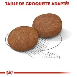 Royal Canin - Croquettes Medium Adulte 7+ Pour Chien -Animalerie Boutique 66800