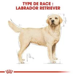 Royal Canin - Croquettes Labrador Pour Chien Adulte -Animalerie Boutique 67029