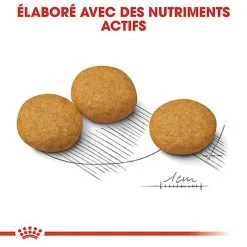 Royal Canin - Croquettes Medium Dermacomfort Pour Chien -Animalerie Boutique 67445