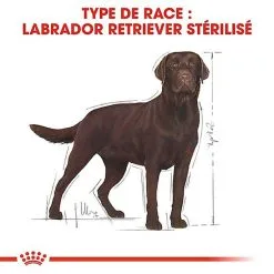 Royal Canin - Croquettes Labrador Pour Chien Stérilisé - 12Kg -Animalerie Boutique 67585