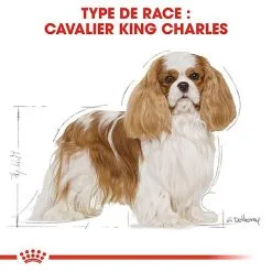 Royal Canin - Croquettes Cavalier King Charles Pour Chien Adulte -Animalerie Boutique 67592