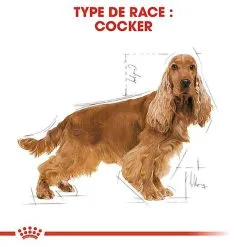 Royal Canin - Croquettes Cocker Pour Chien Adulte -Animalerie Boutique 67778