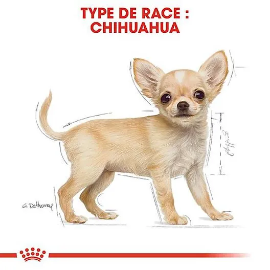 Royal Canin - Croquettes Chihuahua Junior Pour Chiot - 1,5Kg 8 Royal Canin - Croquettes Chihuahua Junior Pour Chiot - 1,5Kg – Image 6