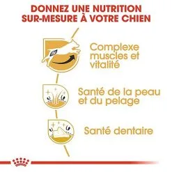 Royal Canin - Croquettes Jack Russel Terrier Pour Chien Adulte 15 Royal Canin - Croquettes Jack Russel Terrier Pour Chien Adulte -Animalerie Boutique 67834