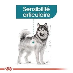 Royal Canin - Croquettes Maxi Joint Care Pour Chien - 10Kg -Animalerie Boutique 68091