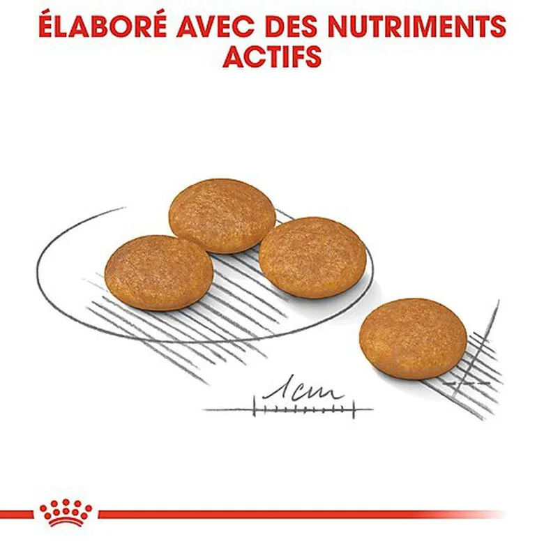 Royal Canin - Croquettes Mini Dermacomfort Pour Chien - 2Kg 7 Royal Canin - Croquettes Mini Dermacomfort Pour Chien - 2Kg – Image 5