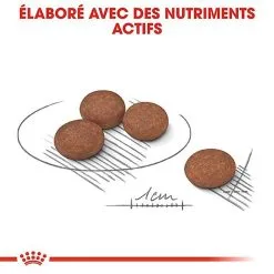 Royal Canin - Croquettes Mini Digestive Care Pour Chien - 3Kg -Animalerie Boutique 68124