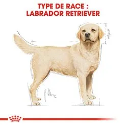 Royal Canin - Croquettes Labrador Adult Pour Chiens - 3Kg -Animalerie Boutique 74354