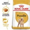 Royal Canin - Croquettes Poodle Adult Caniche Pour Chien - 1,5Kg -Animalerie Boutique 74389