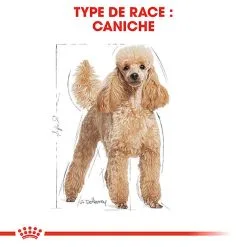 Royal Canin - Croquettes Poodle Adult Caniche Pour Chien - 1,5Kg -Animalerie Boutique 74391
