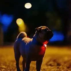 Tickless - Répulsif Antiparasitaire Mini Dog Ultrason Rechargeable Pour Chiens - Noir -Animalerie Boutique 76316