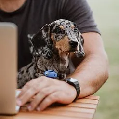 Tickless - Répulsif Antiparasitaire Mini Dog Ultrason Rechargeable Pour Chiens - Bleu -Animalerie Boutique 76335