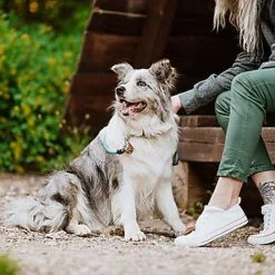 Tickless - Médaillon Ecopet Antiparasitaire Ultrason Pour Chiens Et Chats - 3,8cm -Animalerie Boutique 76336