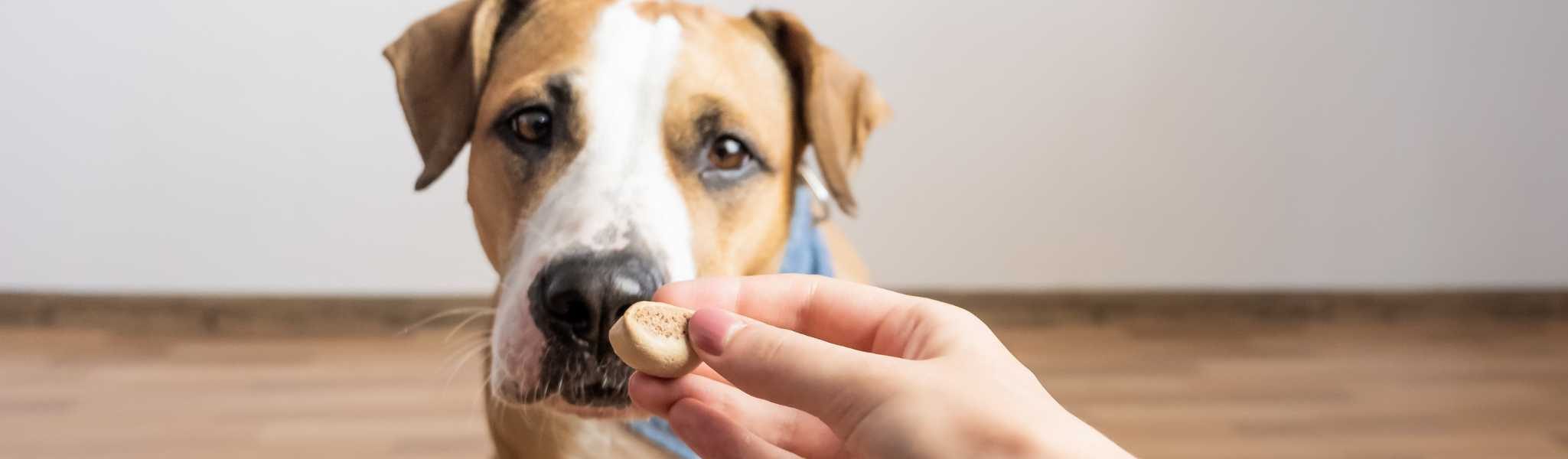 Animalerie Boutique 32 Animalerie Boutique -Animalerie Boutique friandises pour chiens